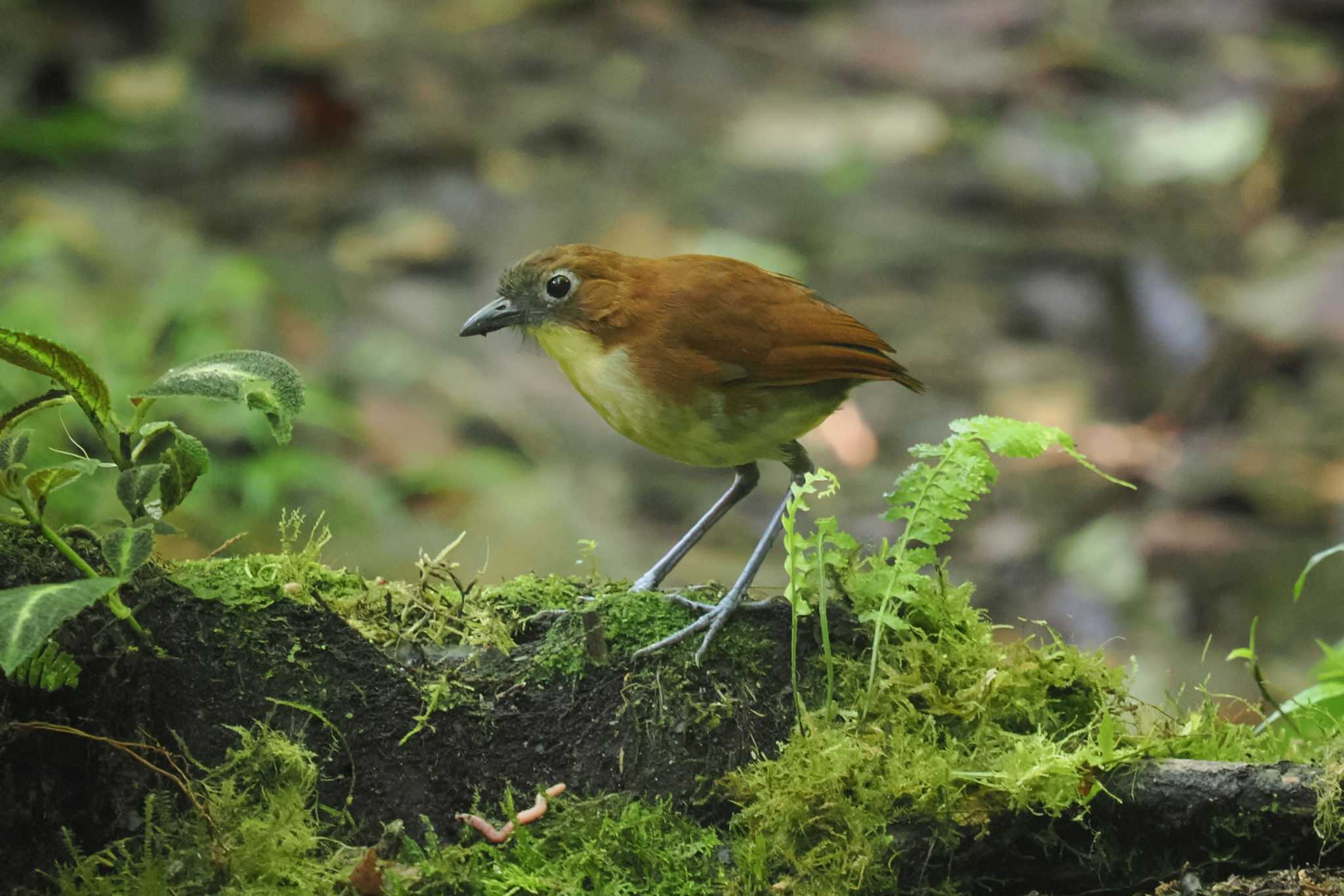 Mindo(Ecuador) キムネクリセジアリドリの写真