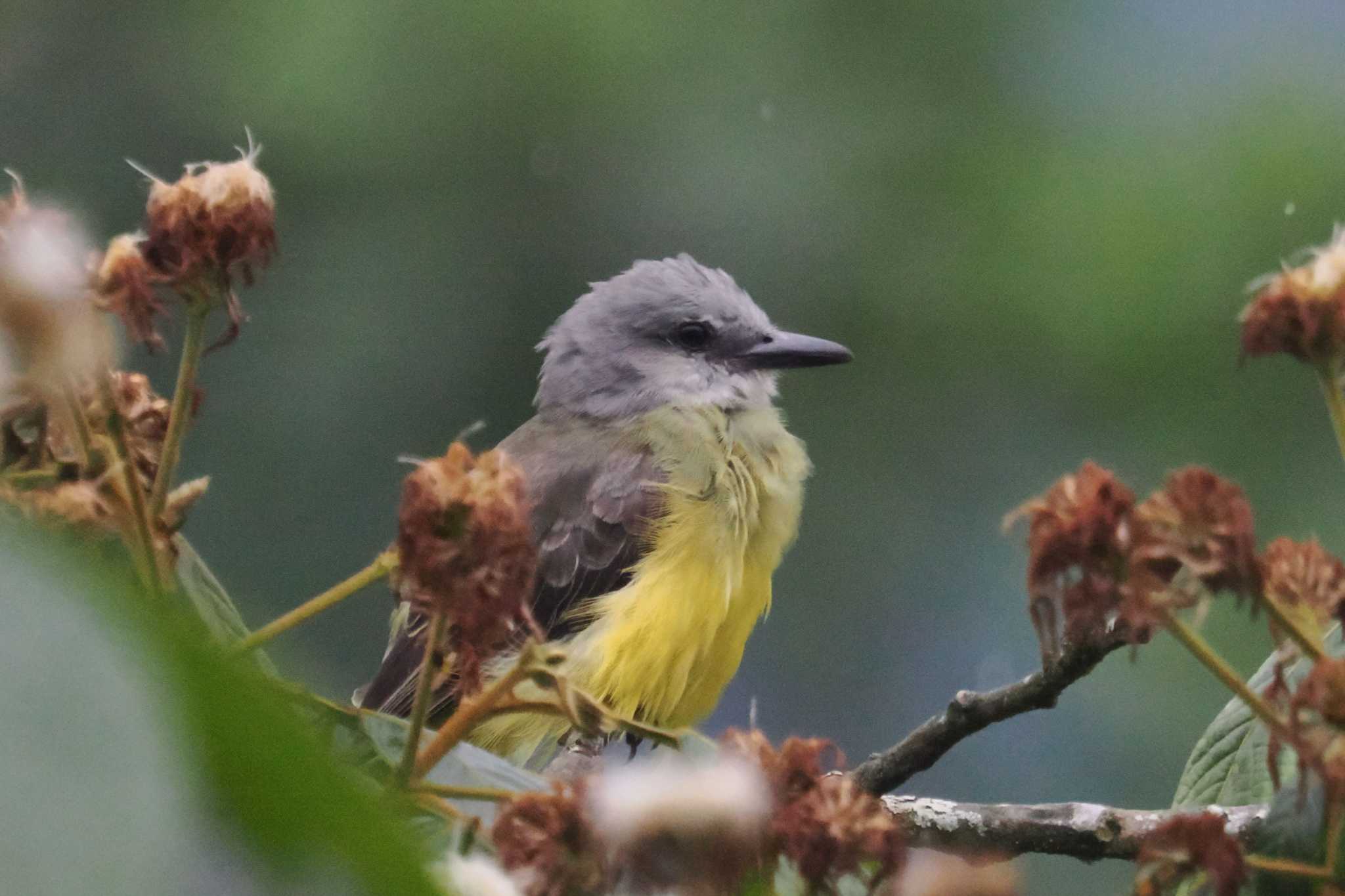 Mindo(Ecuador) メンガタアメリカムシクイの写真 by 藤原奏冥