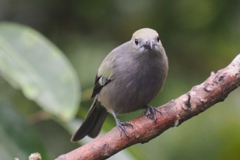 ヤシフウキンチョウ Mindo(Ecuador) 2023年5月20日(土)