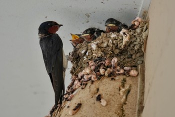 Barn Swallow Moritogawa Sun, 6/4/2023