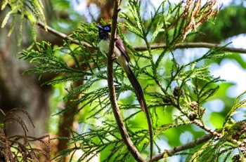 Black Paradise Flycatcher 厚木七沢森林公園 Mon, 5/3/2021