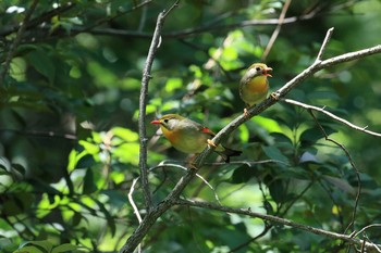 ソウシチョウ 再度山 2018年7月14日(土)