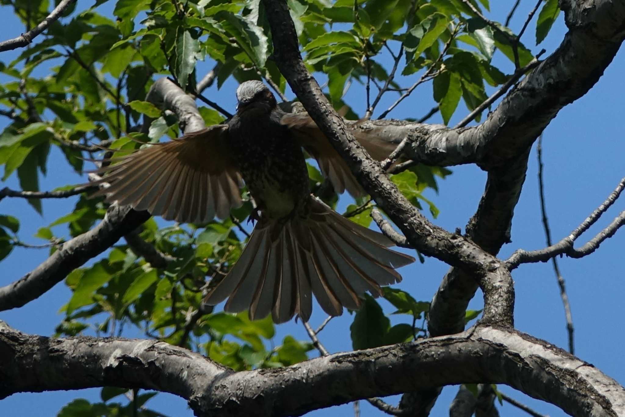 木場公園(江東区) ヒヨドリの写真