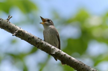 Asian Brown Flycatcher 滋賀県甲賀市甲南町創造の森 Mon, 6/5/2023