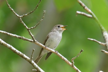 Asian Brown Flycatcher 滋賀県甲賀市甲南町創造の森 Mon, 6/5/2023