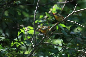 Red-billed Leiothrix 再度山 Sat, 7/14/2018