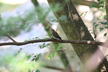 2018年7月14日(土) 再度山の野鳥観察記録