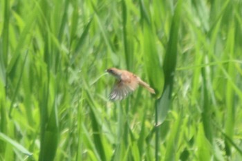 Marsh Grassbird Watarase Yusuichi (Wetland) Sun, 6/4/2023