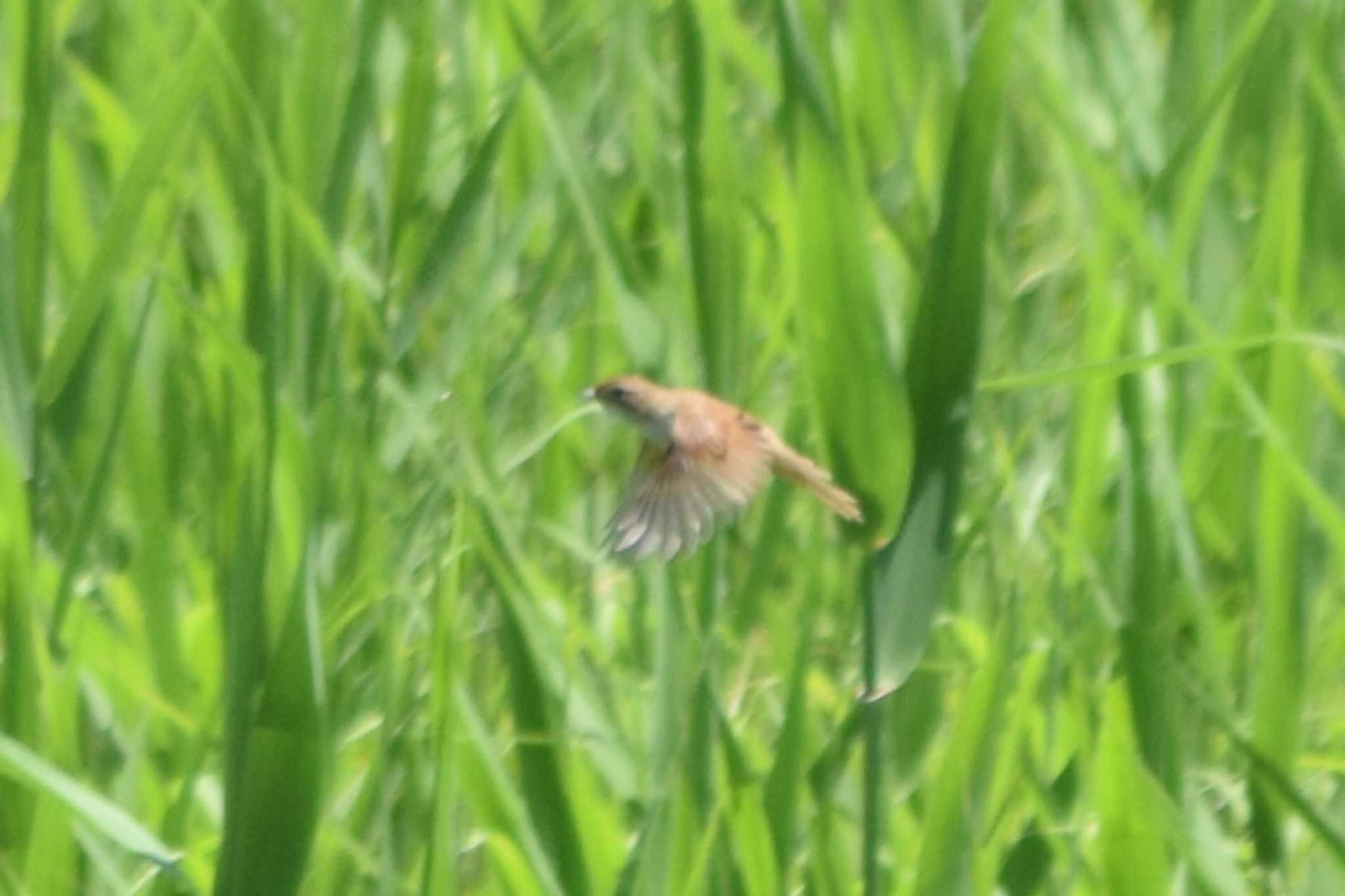 Marsh Grassbird