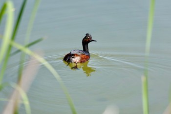 Black-necked Grebe Henderson Bird Viewing Preserve Tue, 5/9/2023