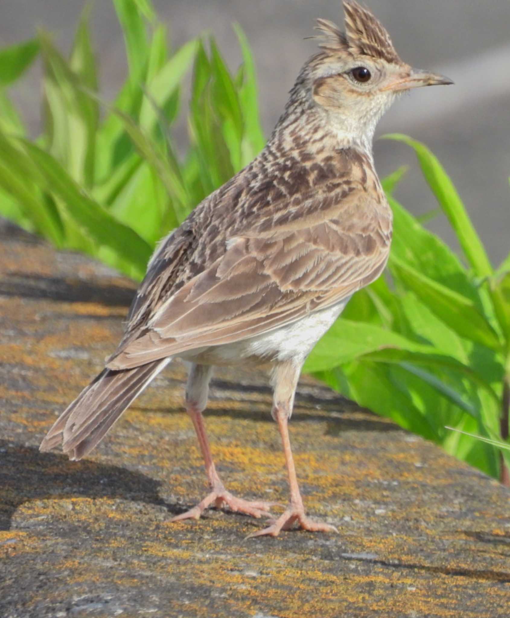 Photo of Eurasian Skylark at Watarase Yusuichi (Wetland) by NM🐥📷