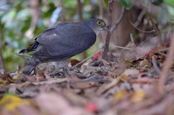 Japanese Sparrowhawk ＭＦ Mon, 4/10/2023