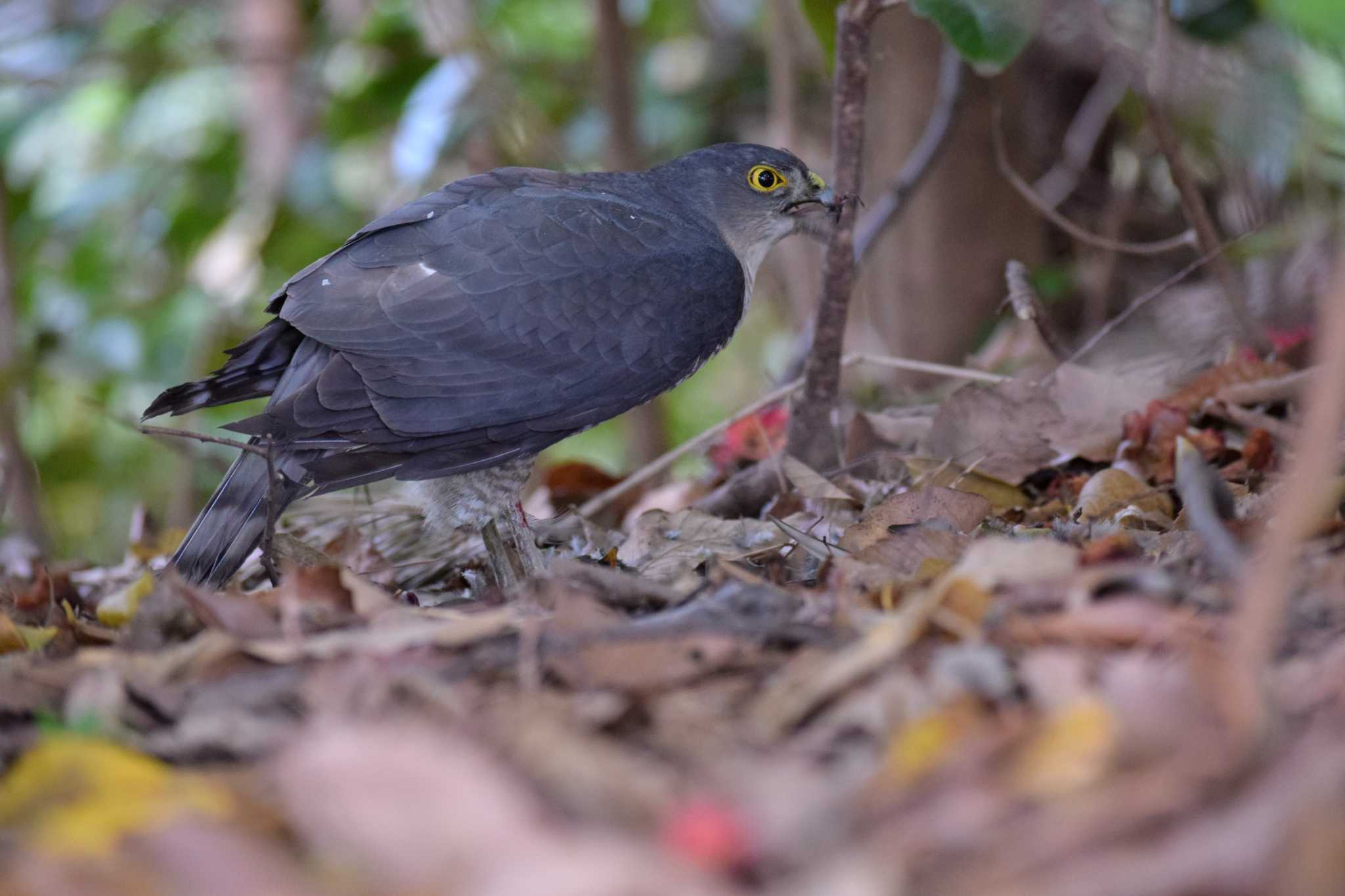 ムクドリを食べている所 by NM🐥📷