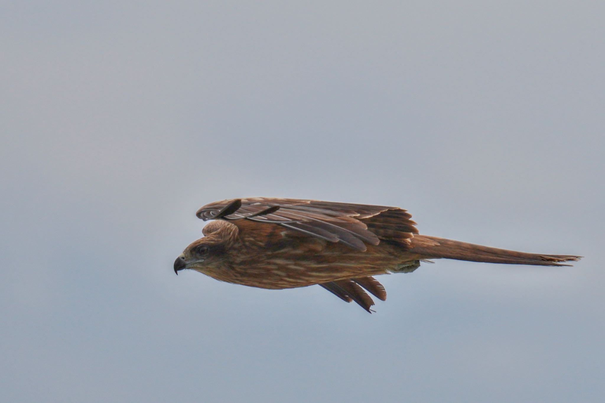 Photo of Black Kite at Terugasaki Beach by アポちん