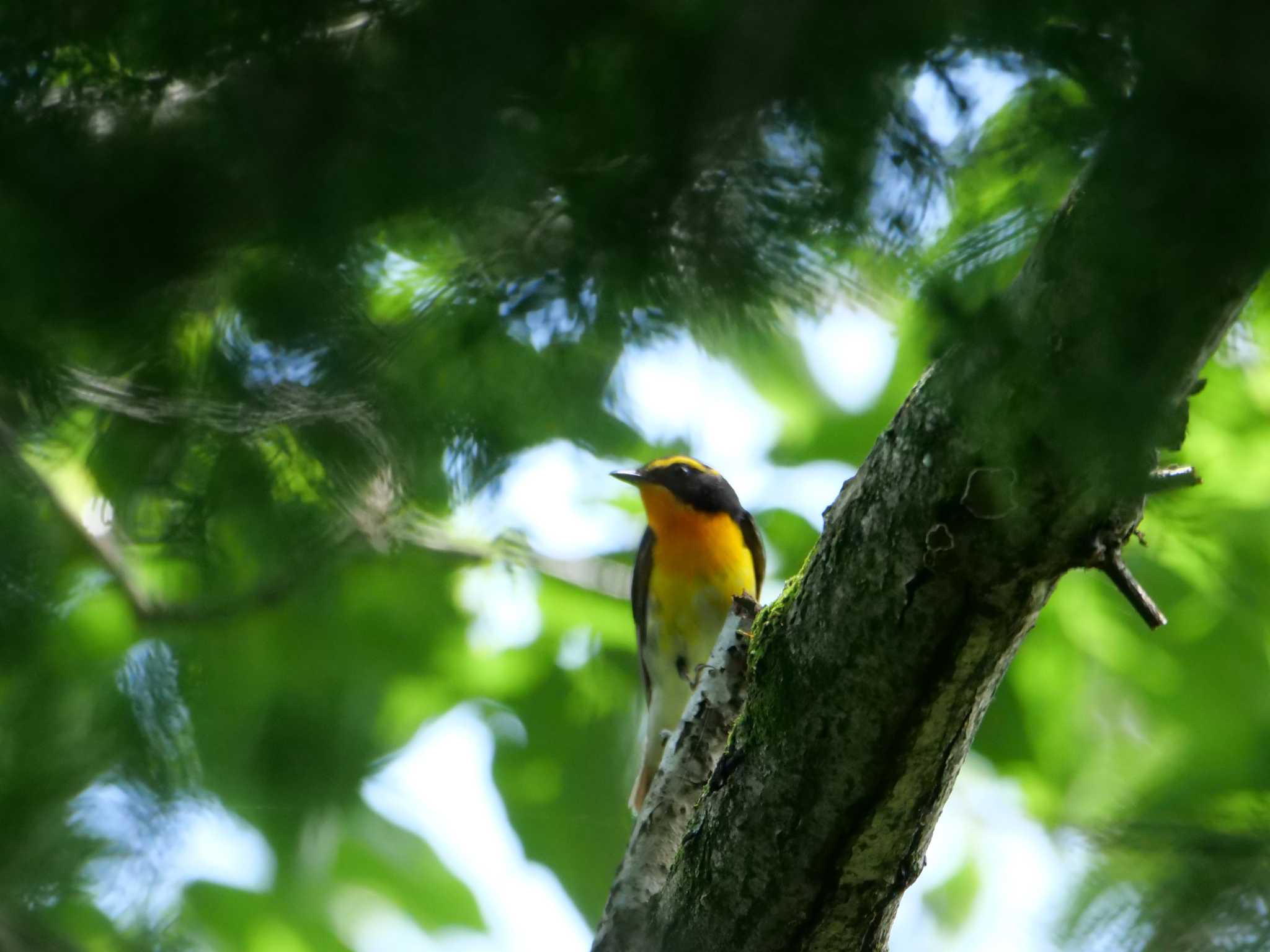 Photo of Narcissus Flycatcher at 秩父 by little birds