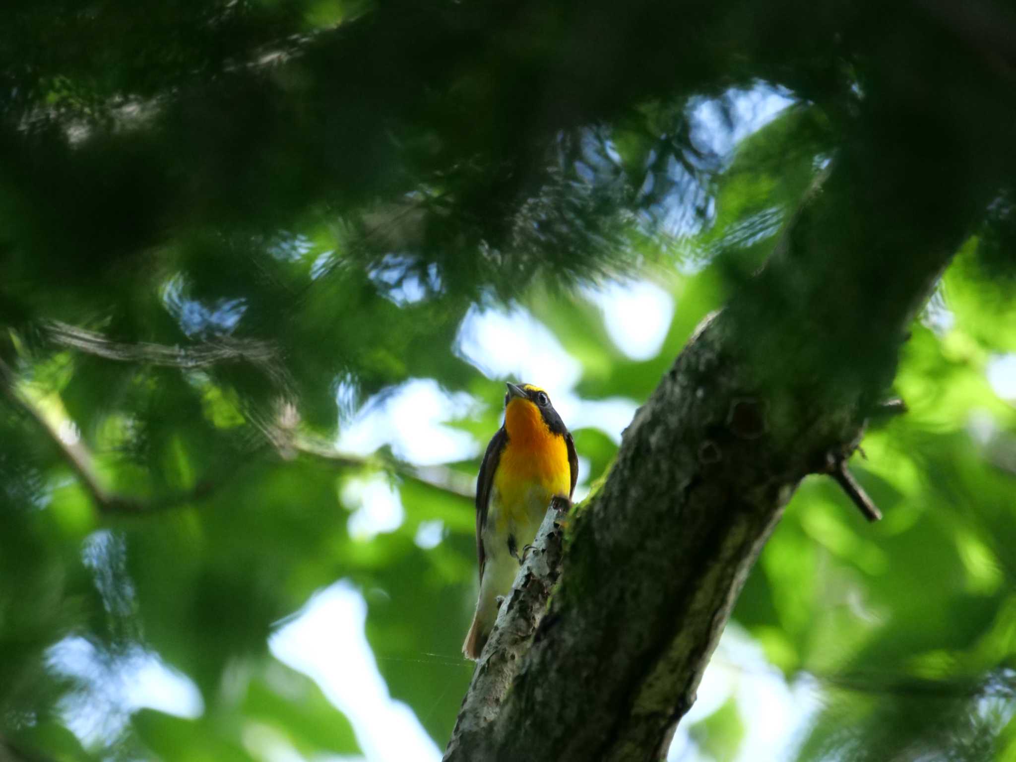 秩父 キビタキの写真 by little birds