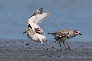 ダイゼン ふなばし三番瀬海浜公園 2023年6月4日(日)