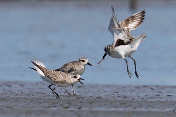 ダイゼン ふなばし三番瀬海浜公園 2023年6月4日(日)