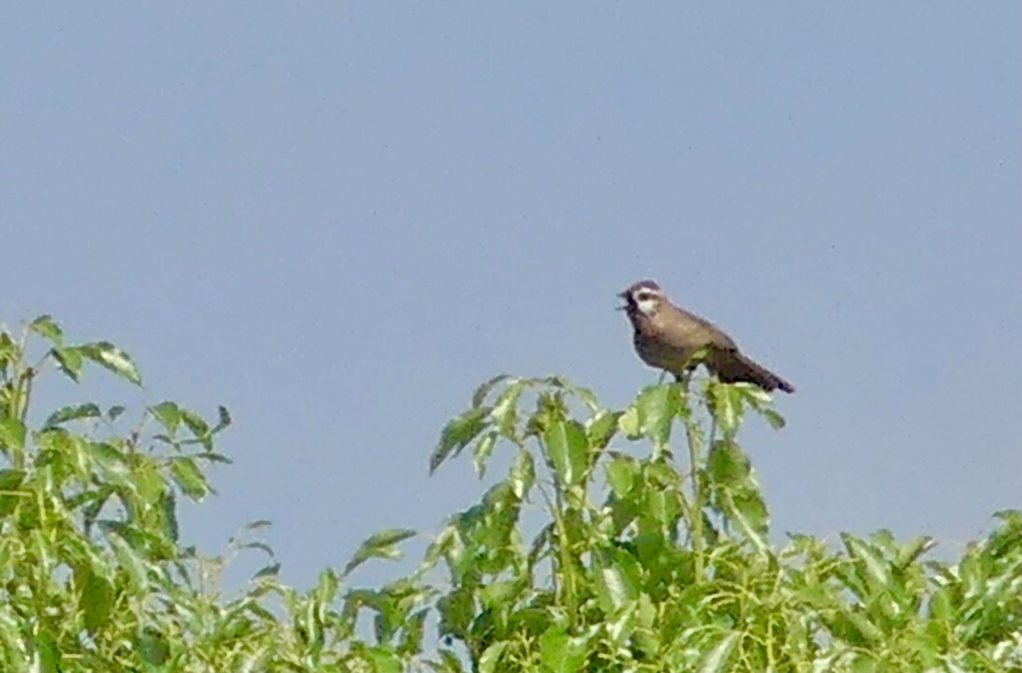 Photo of White-browed Laughingthrush at Watarase Yusuichi (Wetland) by カバ山PE太郎