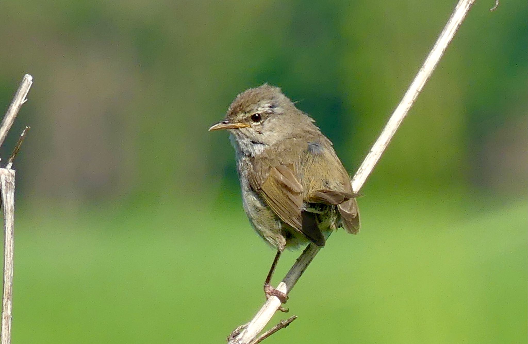 Japanese Bush Warbler