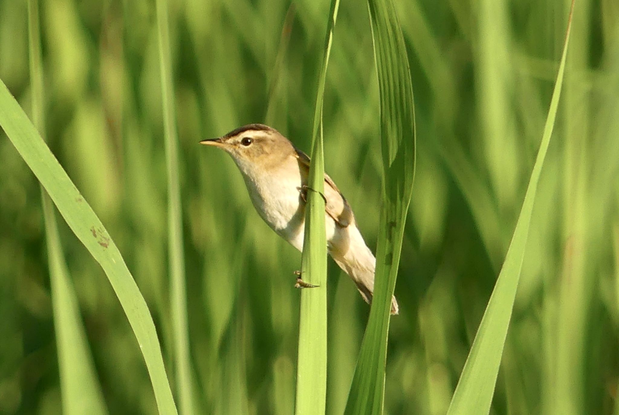 Black-browed Reed Warbler