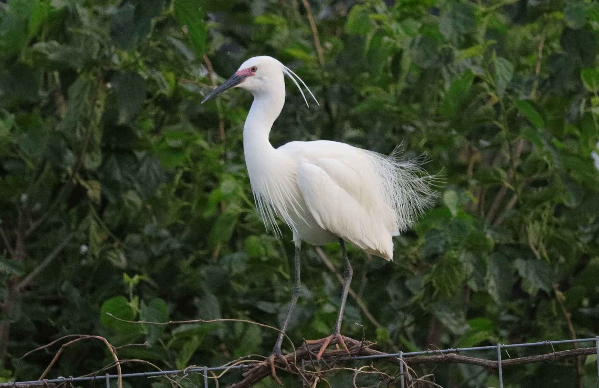 Little Egret