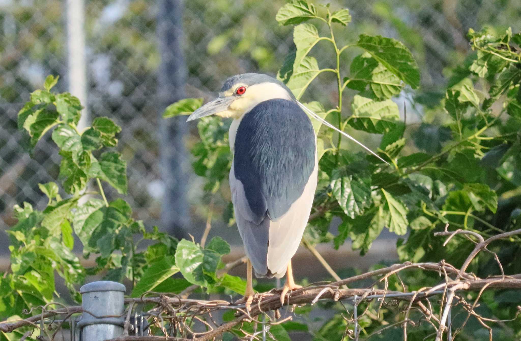 Black-crowned Night Heron