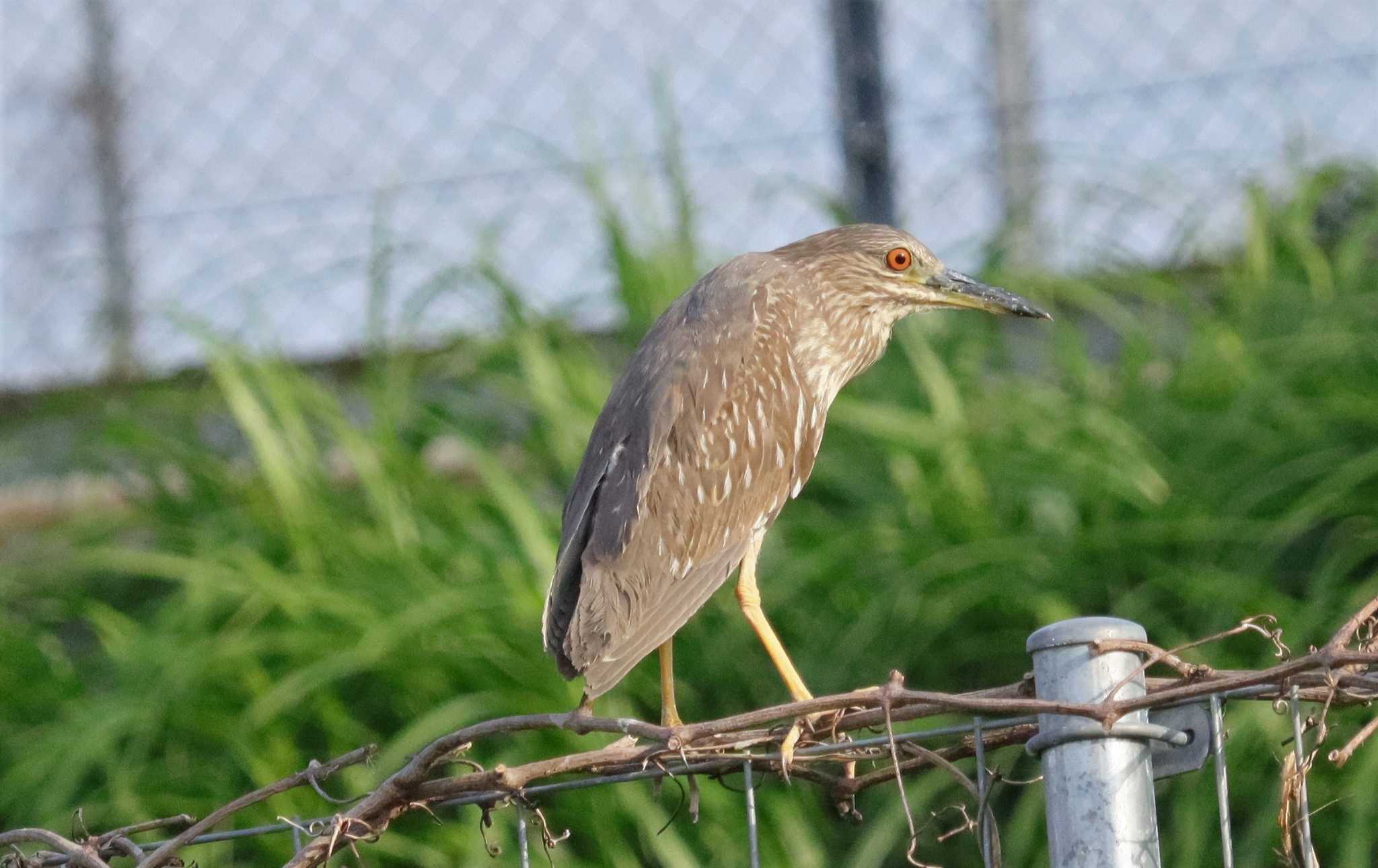 Black-crowned Night Heron