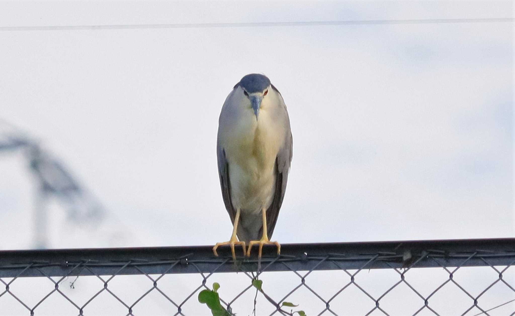 Black-crowned Night Heron