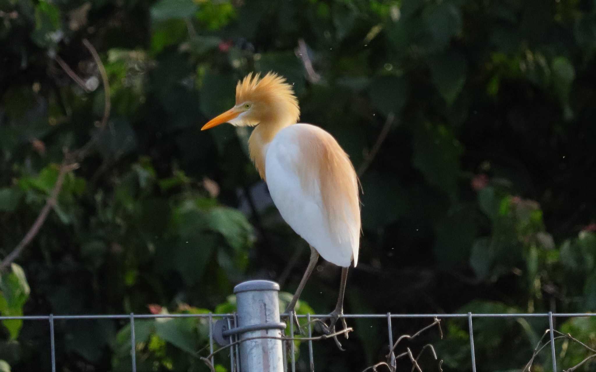 Eastern Cattle Egret