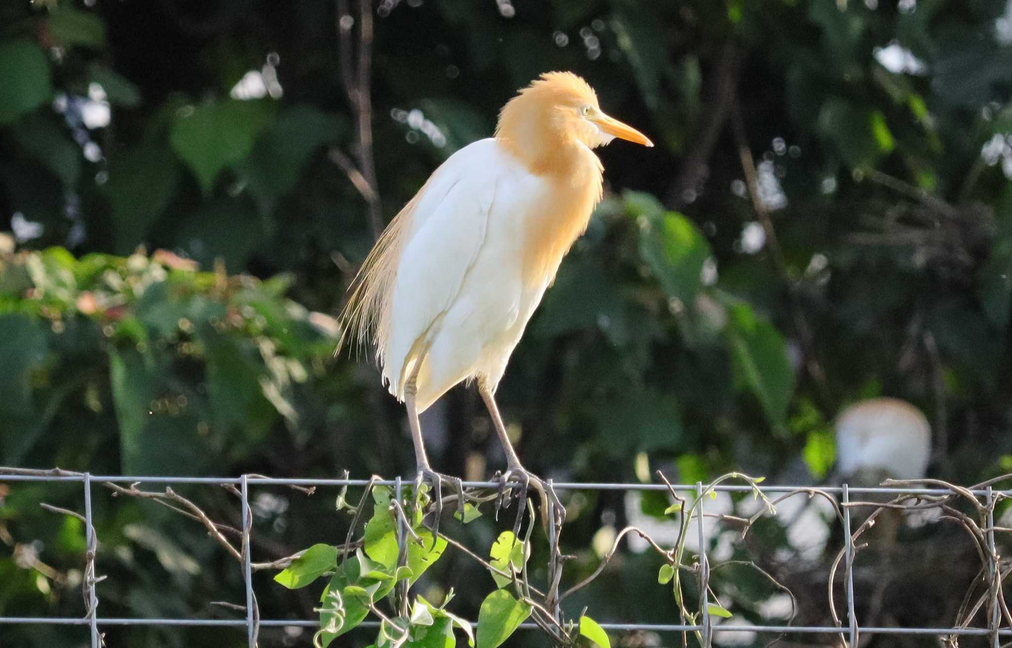 Eastern Cattle Egret