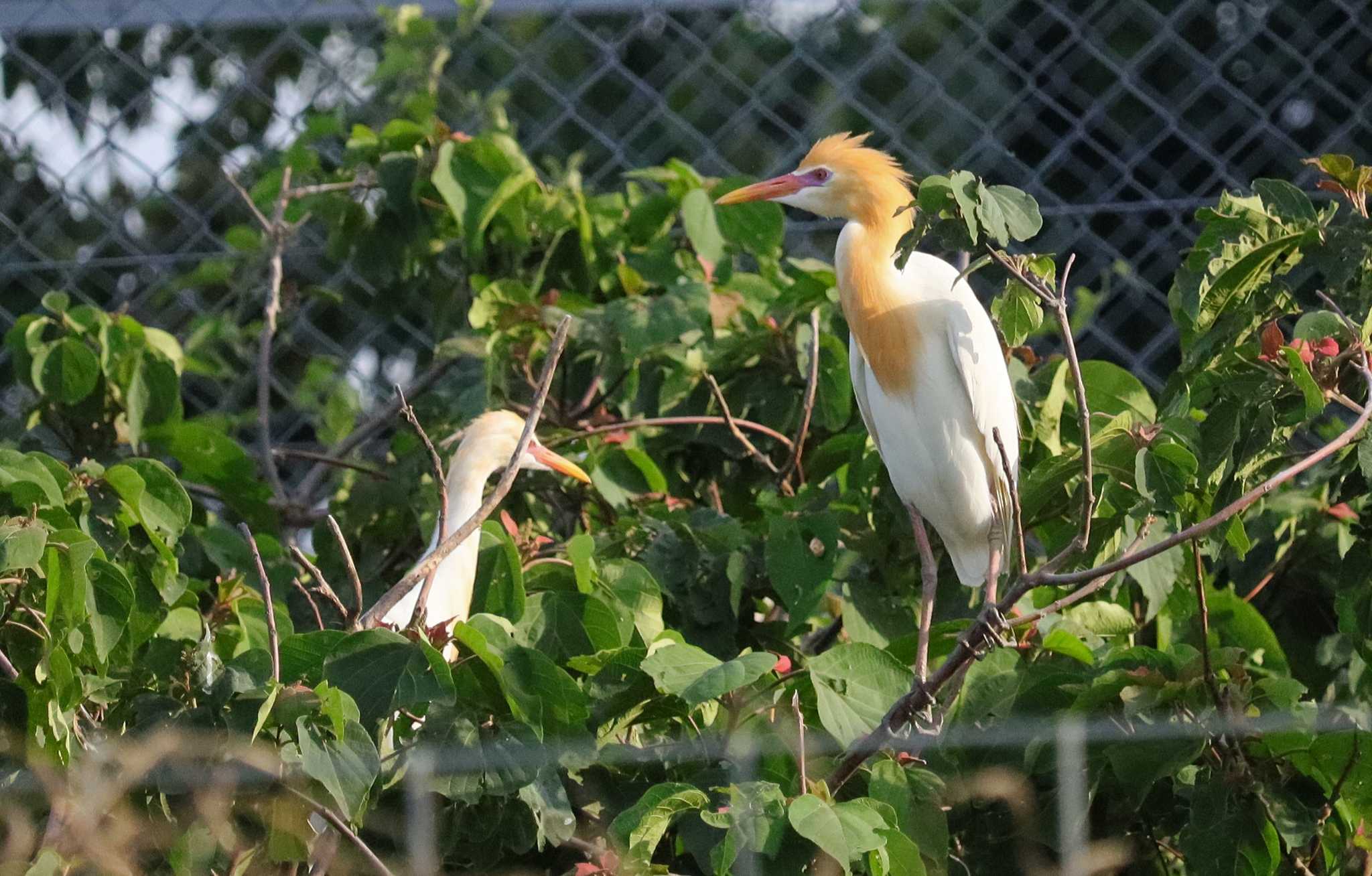 Eastern Cattle Egret