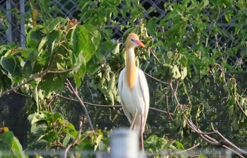 Sun, 6/4/2023 Birding report at 蟹江IC(東名阪自動車道) サギコロニー