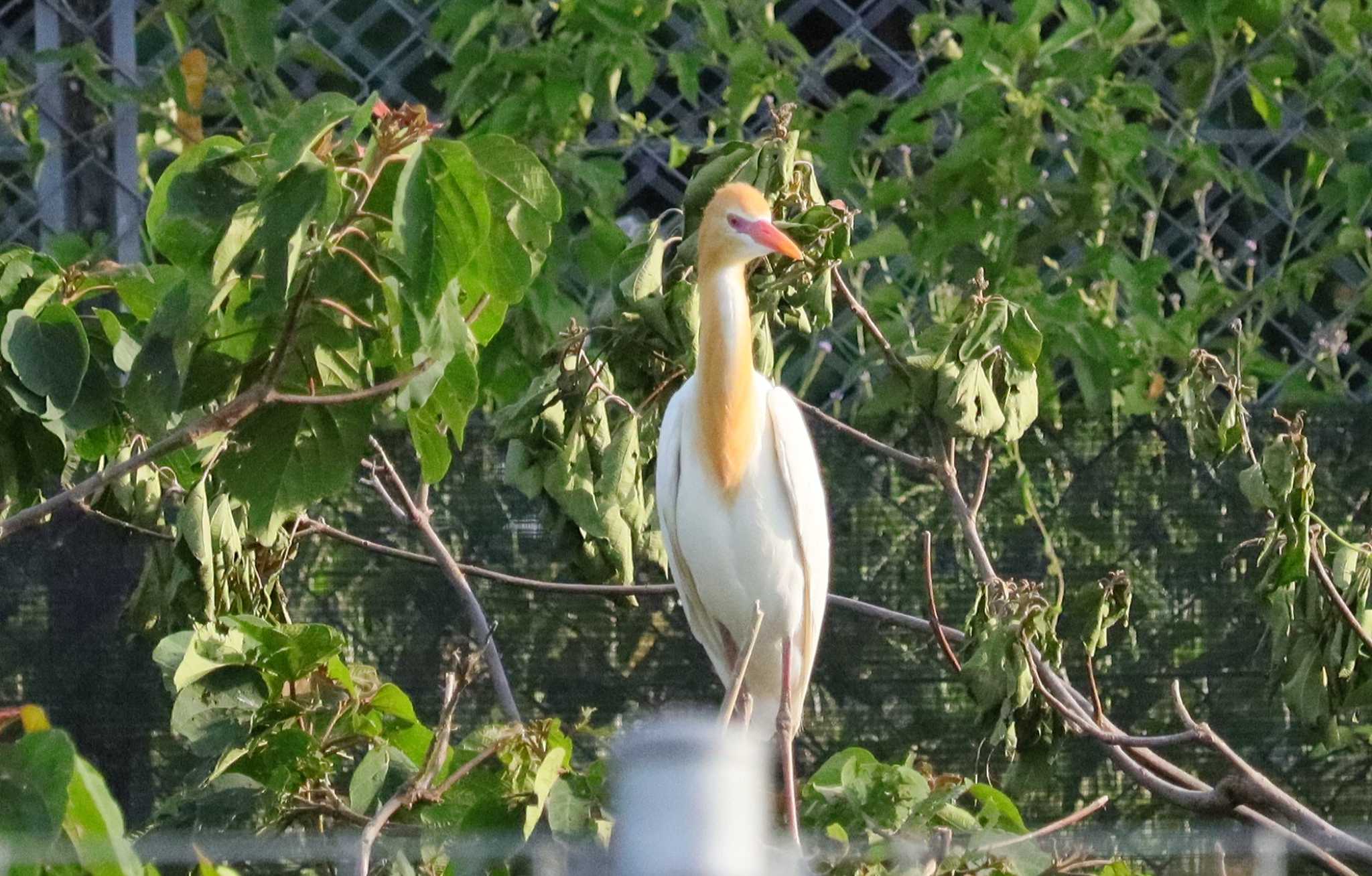 Eastern Cattle Egret