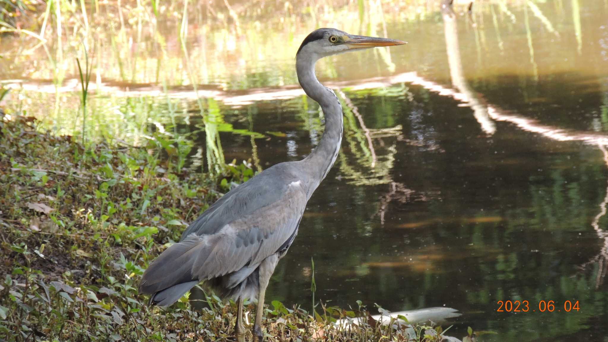 葛西臨海公園 アオサギの写真