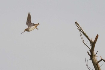 2023年6月4日(日) 北富士演習場の野鳥観察記録