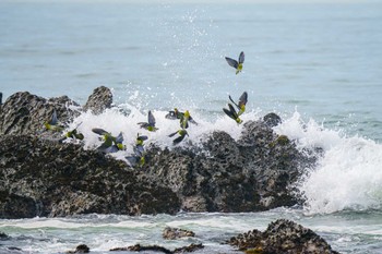 アオバト 大磯照ヶ崎海岸 2023年6月5日(月)