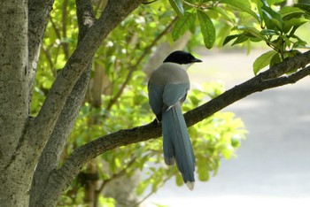 Azure-winged Magpie Ukima Park Sat, 5/27/2023