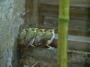 Warbling White-eye 東京都 Fri, 6/2/2023