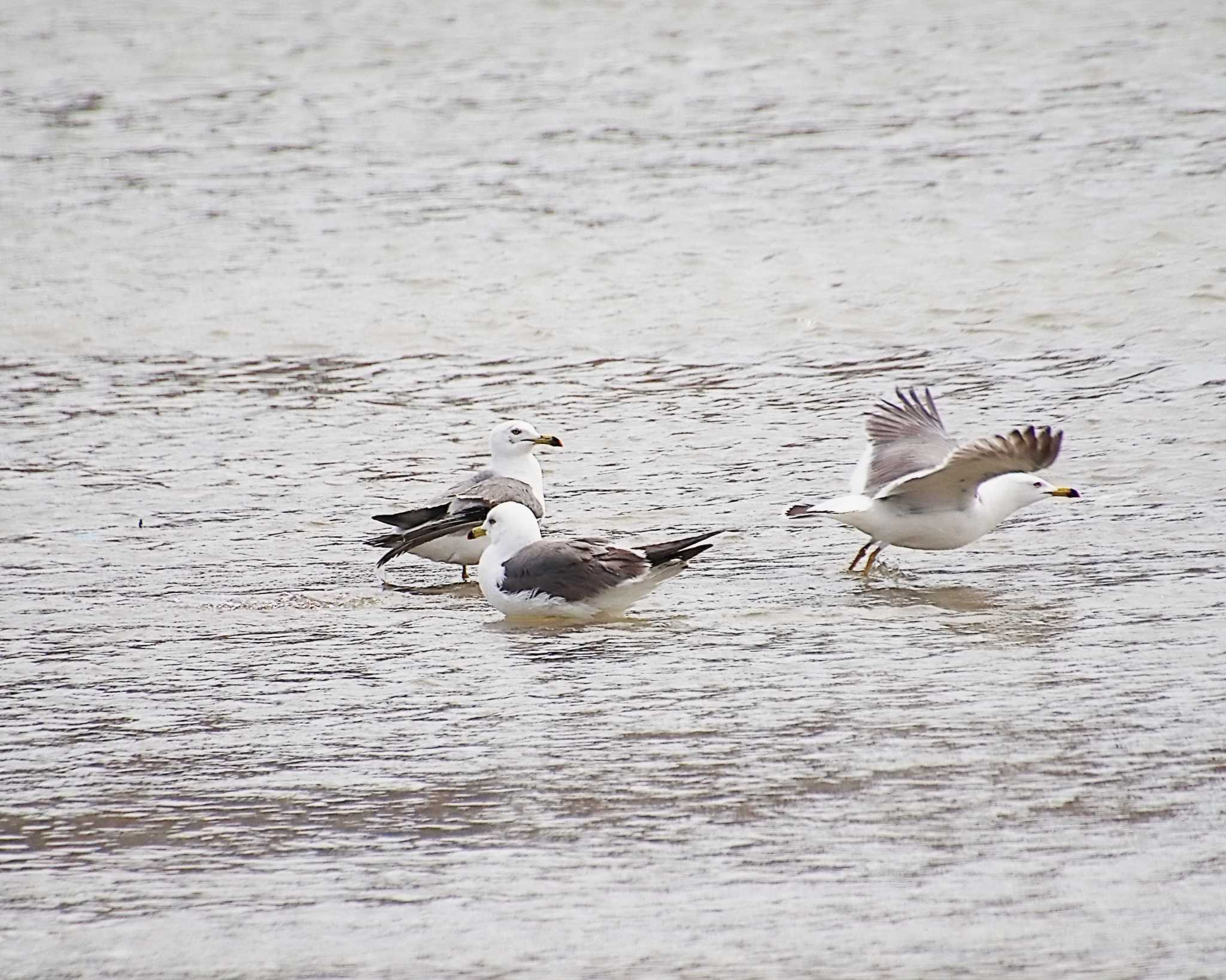 Black-tailed Gull