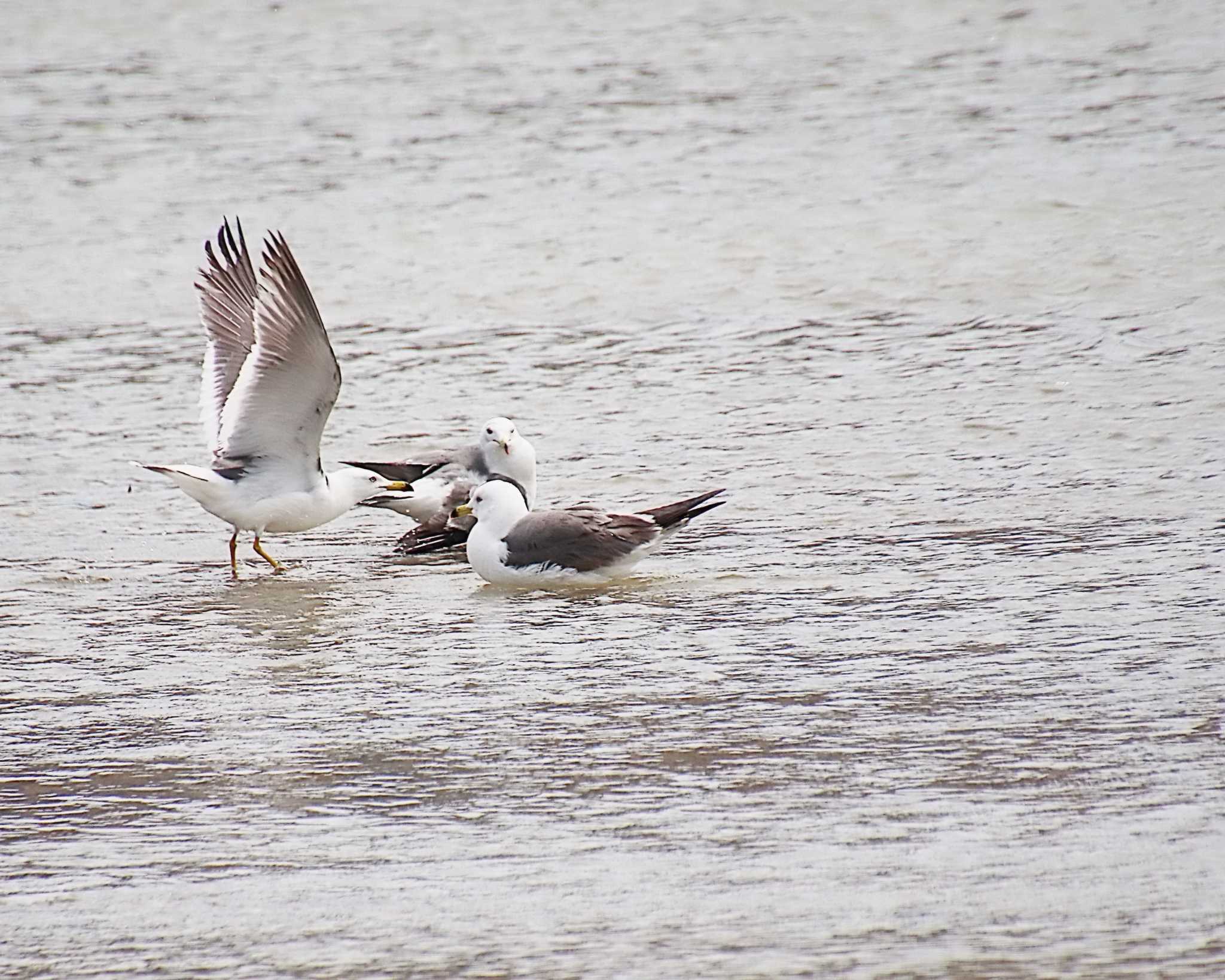 Black-tailed Gull