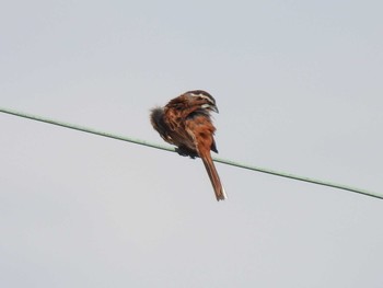 Meadow Bunting 海蔵川 Sun, 6/4/2023