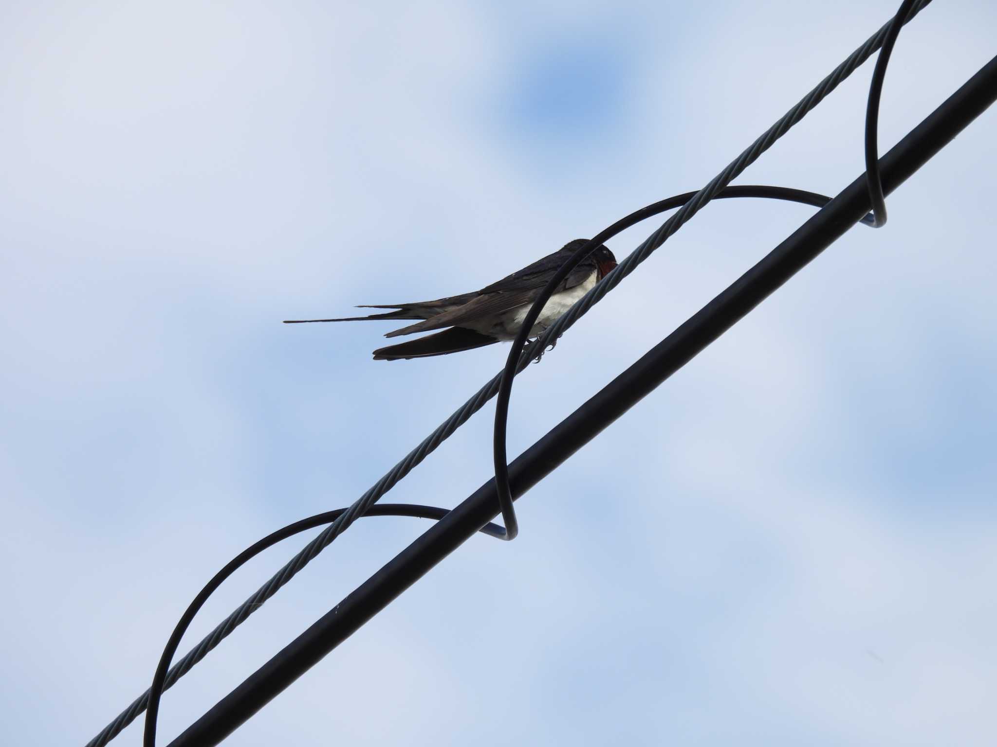 Barn Swallow