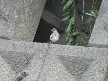 White Wagtail 海蔵川 Sun, 6/4/2023