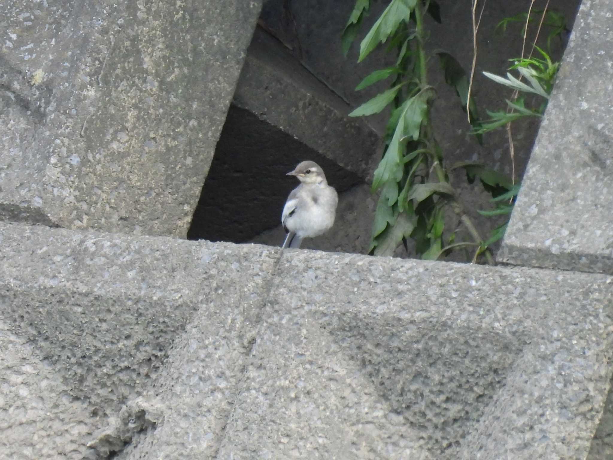 White Wagtail