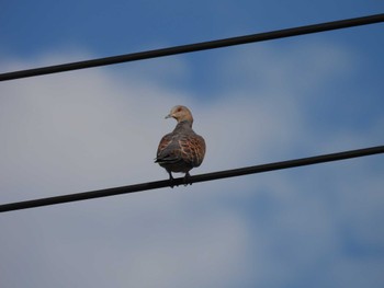 Oriental Turtle Dove 海蔵川 Sun, 6/4/2023