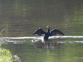 2023年6月4日(日) 海蔵川の野鳥観察記録