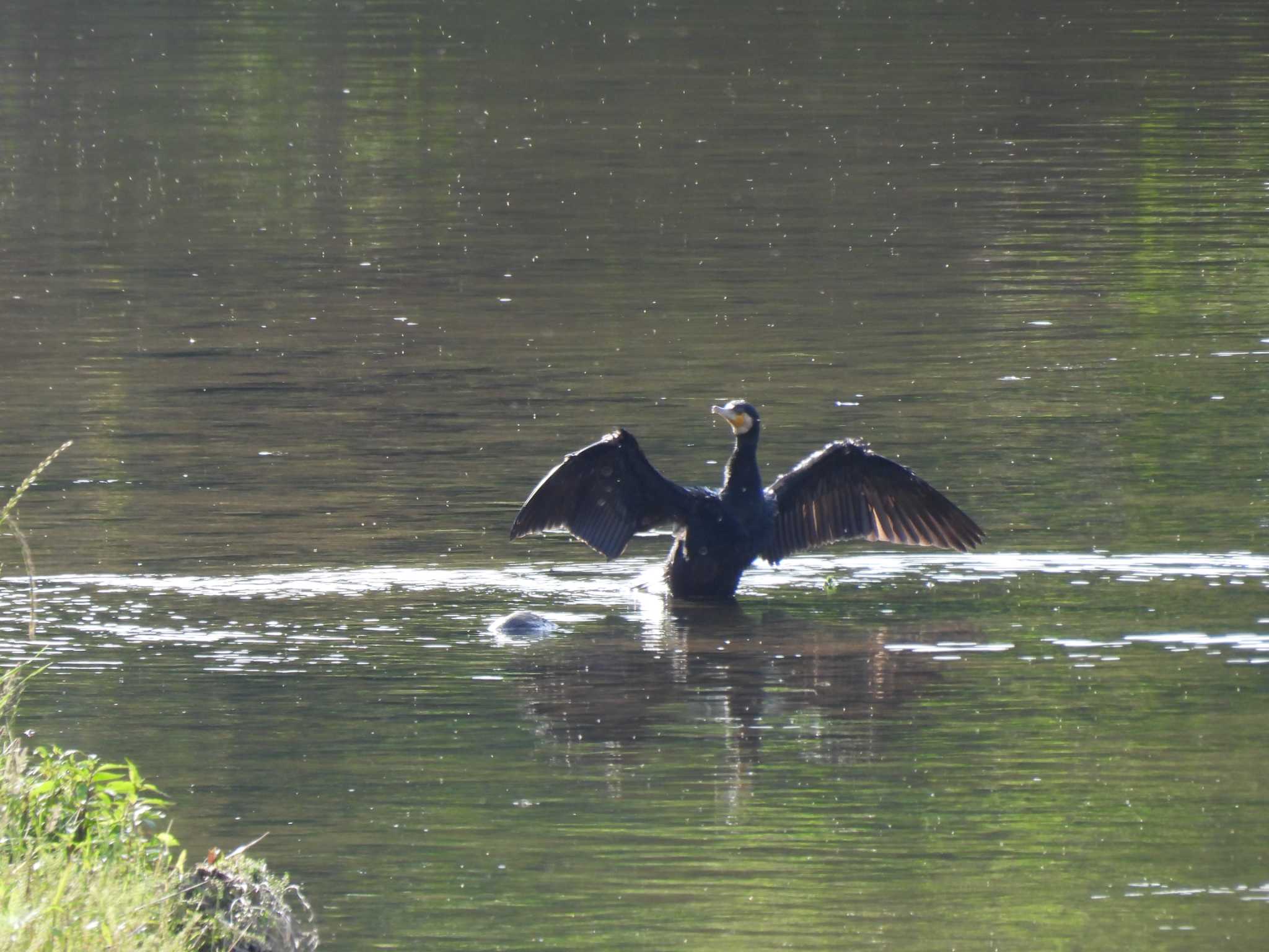 Photo of Great Cormorant at 海蔵川 by aquilla