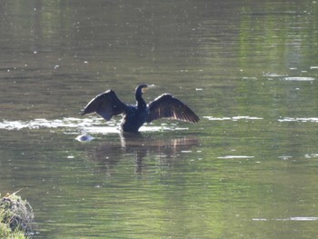 カワウ 海蔵川 2023年6月4日(日)