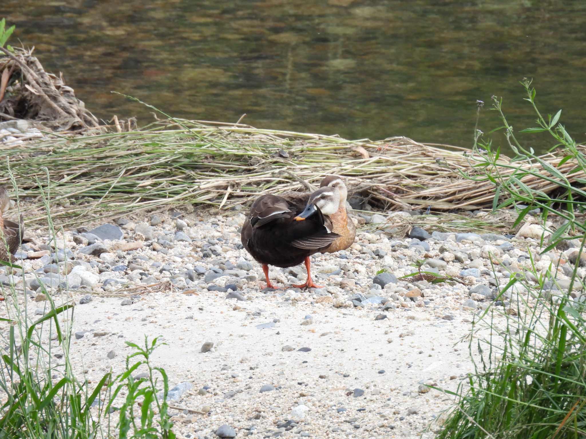 Photo of Eastern Spot-billed Duck at 海蔵川 by aquilla